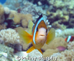 Clownfish, Nusa Lembongan by Penny Murphy 